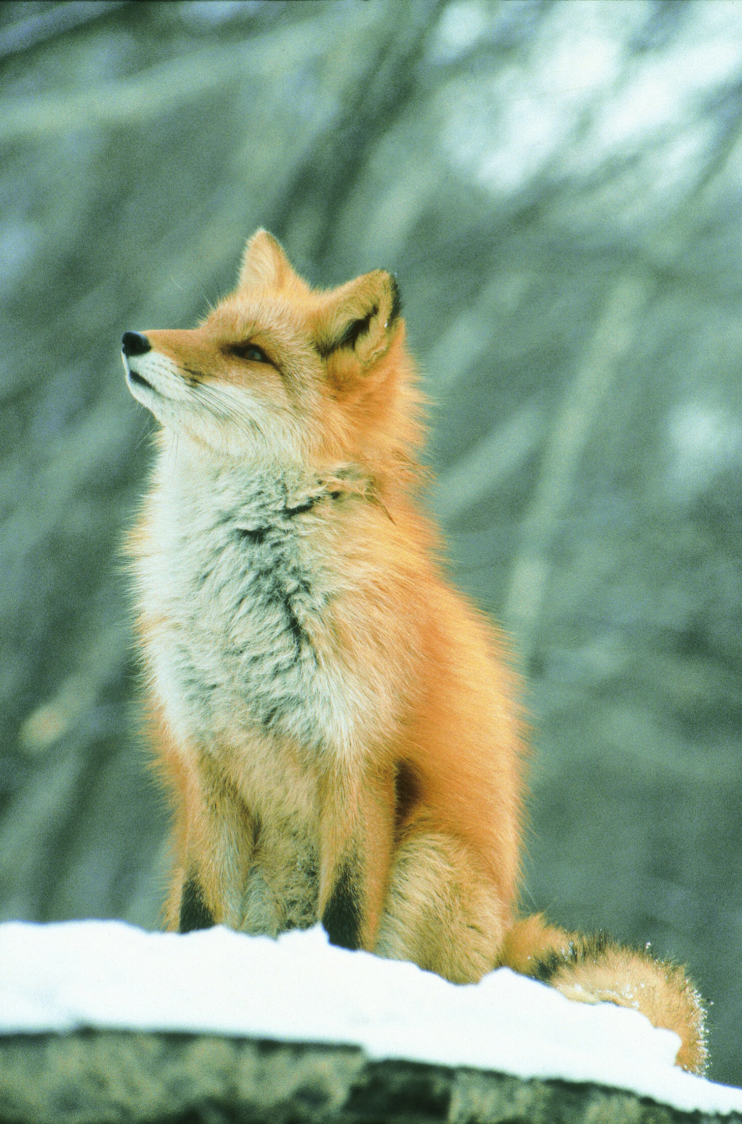 北きつね牧場 北見市観光協会